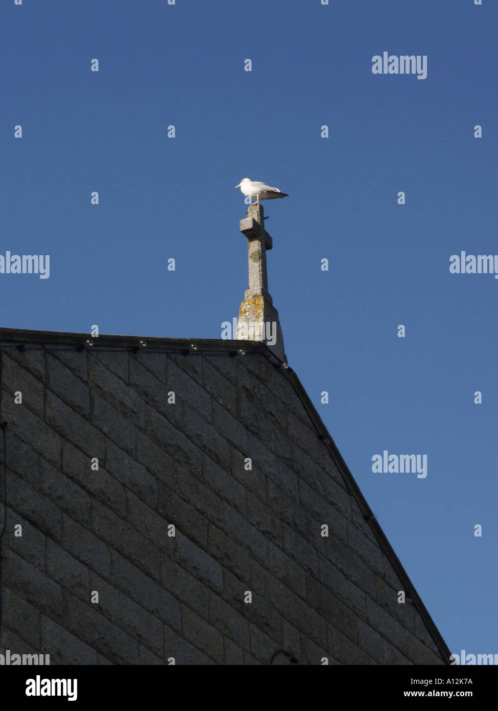 A solitary seagull sits on a finial of a church roof Stock Photo