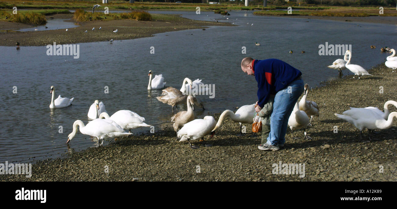 A father and son feeding the swans at the Broadmeadow estuary near Swords county Dublin Ireland Stock Photo