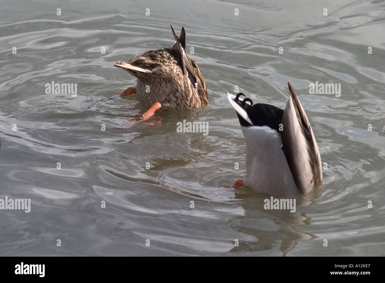 Male and female Mallard ducks with tails in the air feeding from lake bottom, Crystal Palace Park, Sydenham, London, England Stock Photo