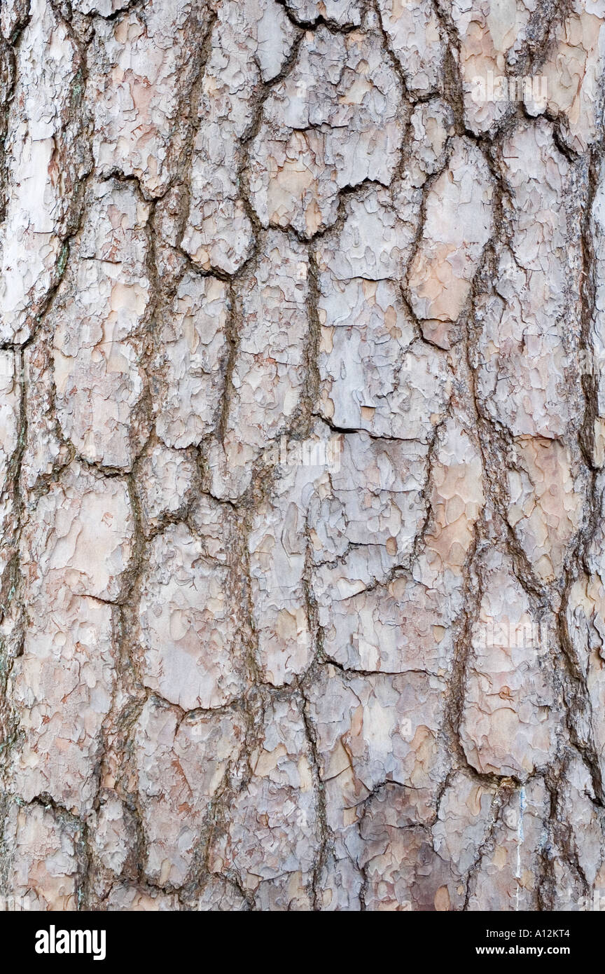 Pinus sylvestris - scots pine bark Stock Photo
