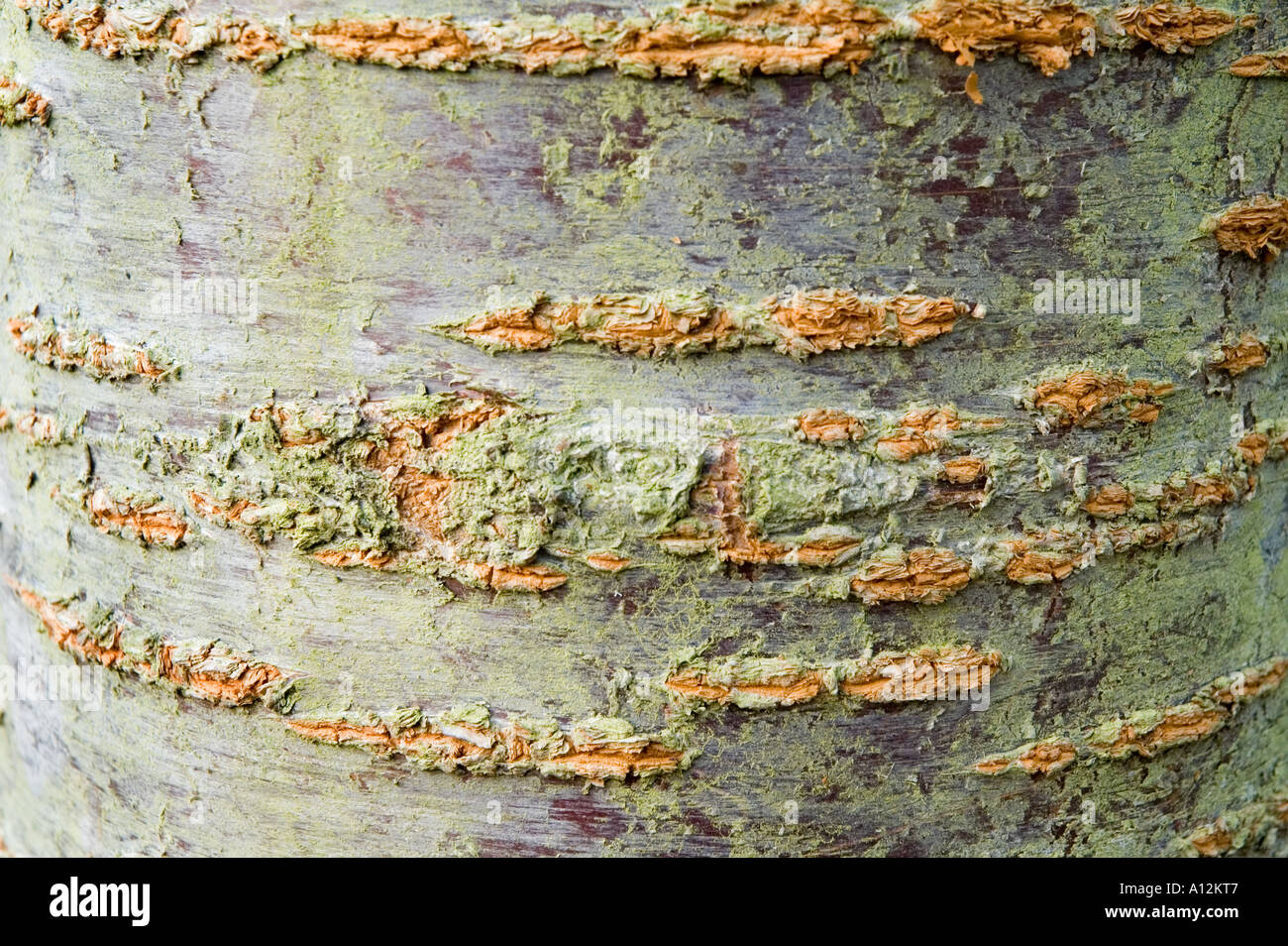 Prunus Ukon tree trunk bark Stock Photo