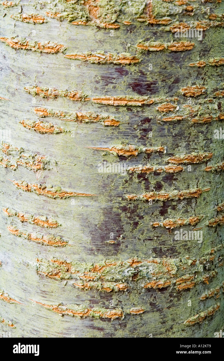 Prunus Ukon tree bark Stock Photo