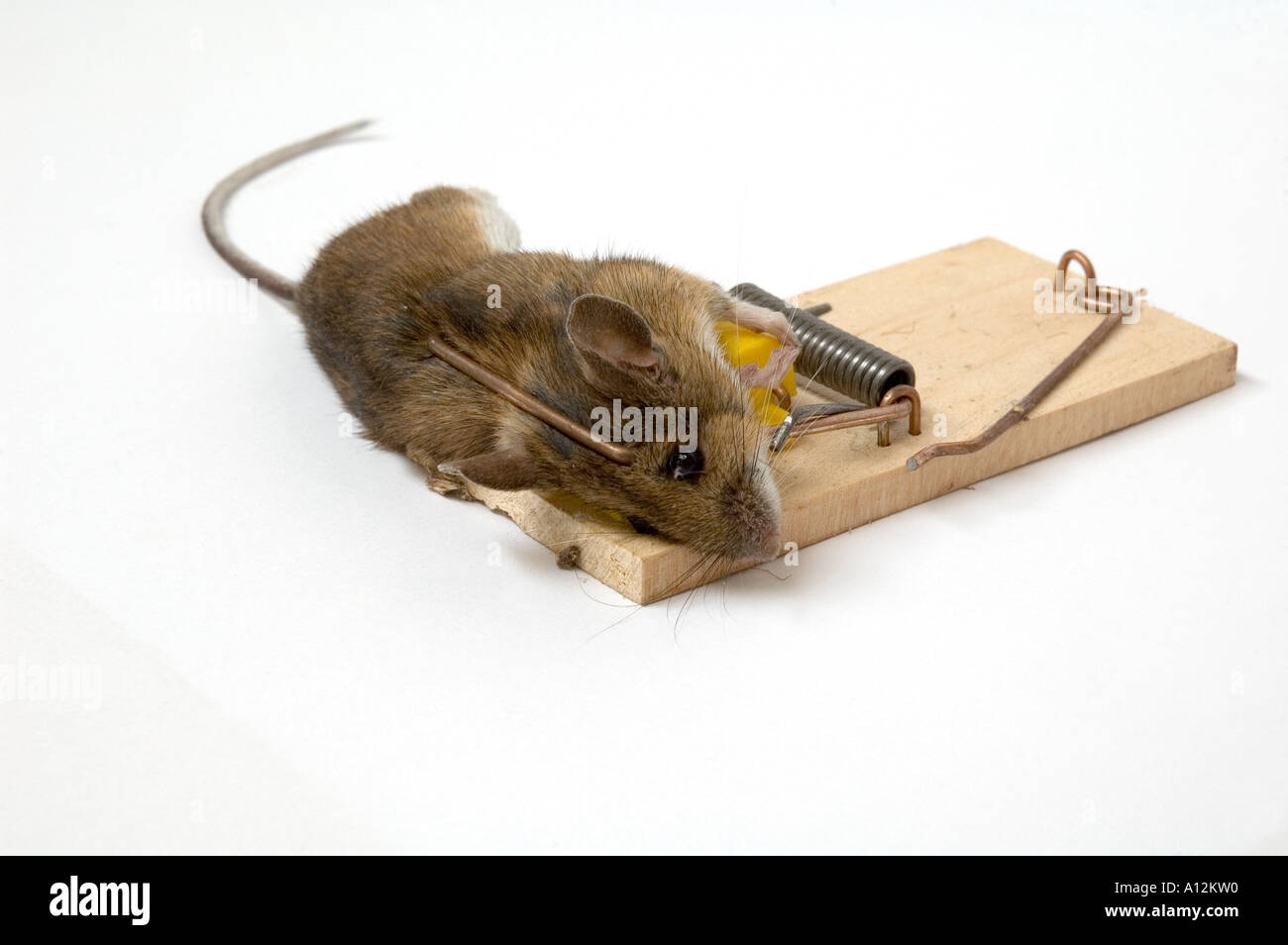 Mouse caught in mousetrap against white background Stock Photo