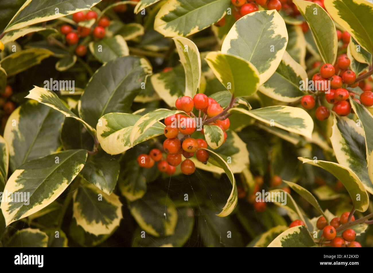 Ilex aquifolium Golden King Winter berrying tree or shrub with variegated foliage Stock Photo