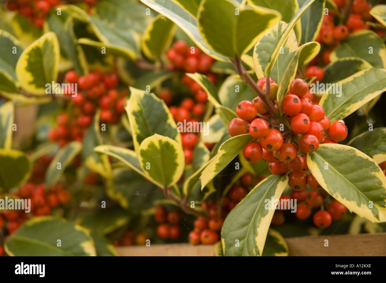 Ilex Golden King Berrying evergreen shrub or tree for winter colour color Stock Photo