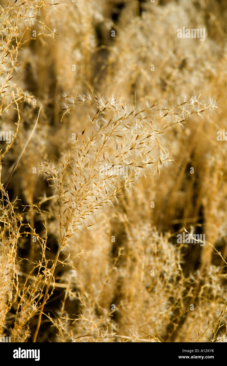 Miscanthus sinensis Little Kitten Ornamental grass seed heads in autumn