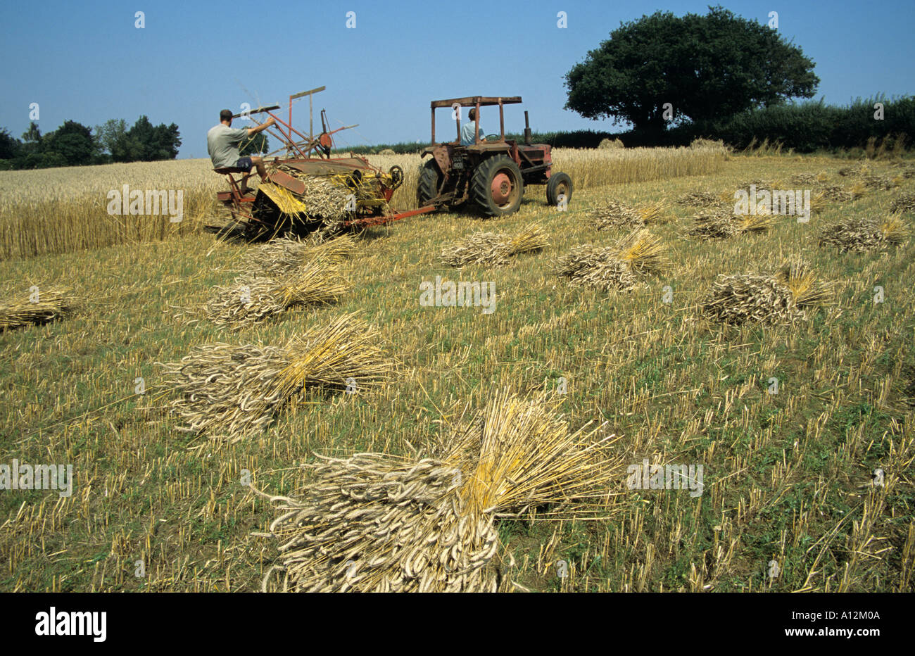 Harvesting long Straw for the thatching industry Stock Photo Alamy