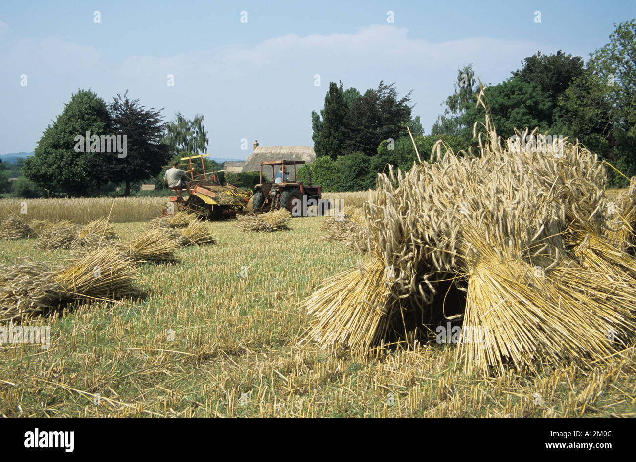 Harvesting long Straw for the thatching industry Stock Photo Alamy