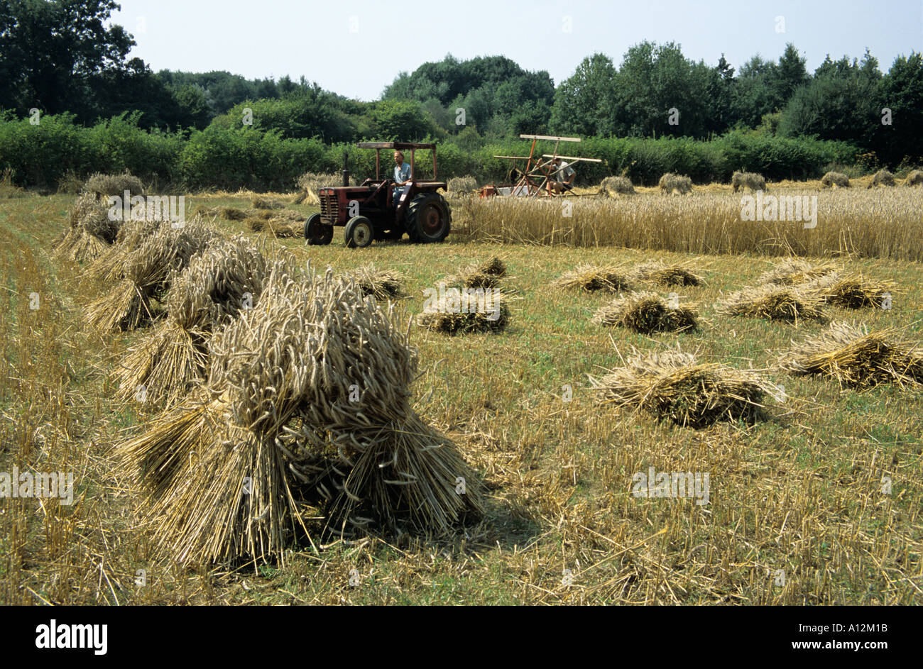 Harvesting long Straw for the thatching industry Stock Photo Alamy