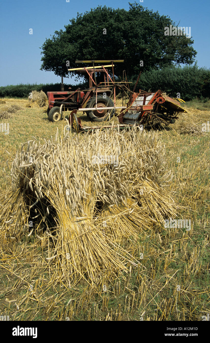 Harvesting long Straw for the thatching industry Stock Photo Alamy