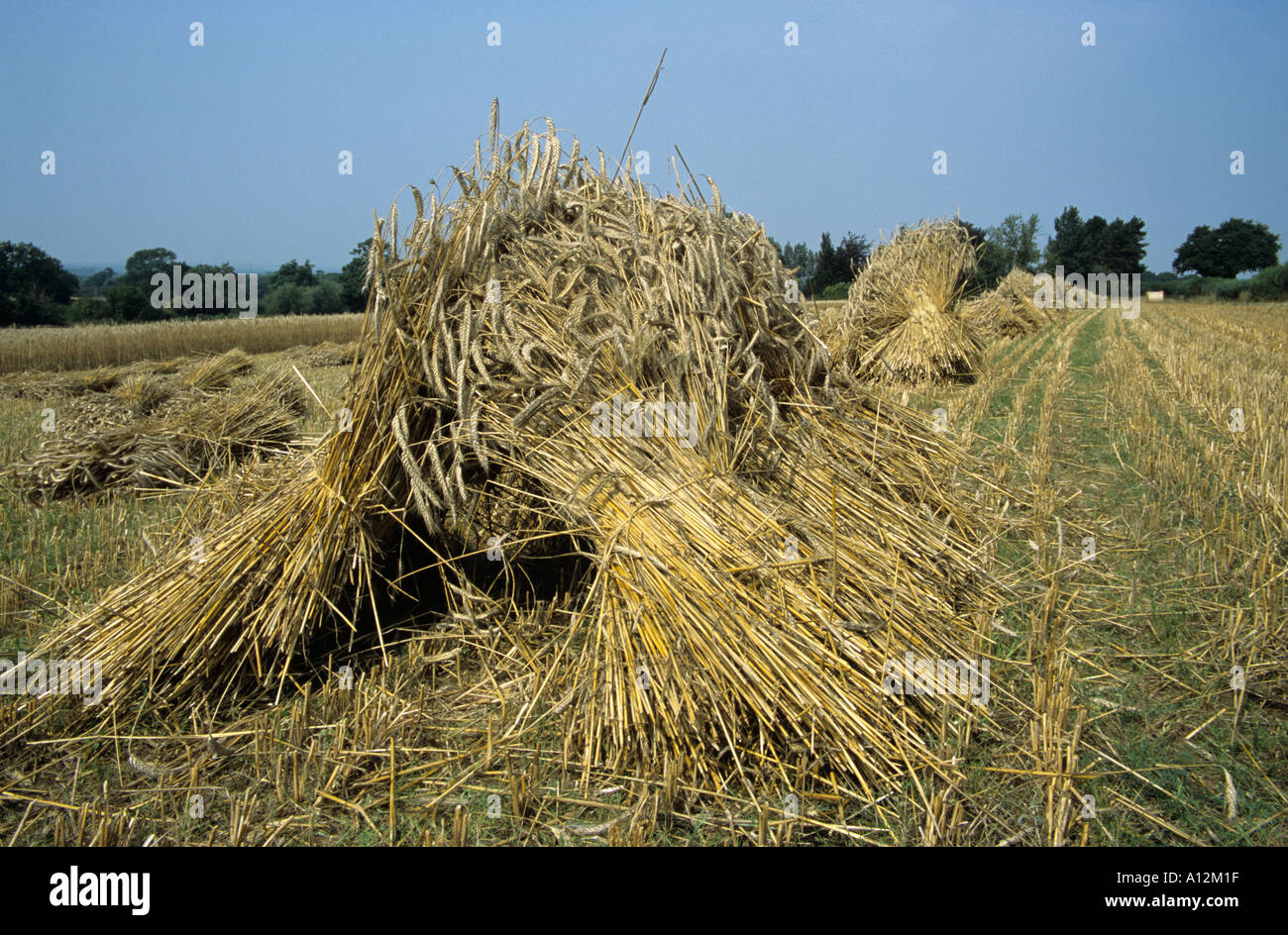 Harvesting long Straw for the thatching industry Stock Photo Alamy