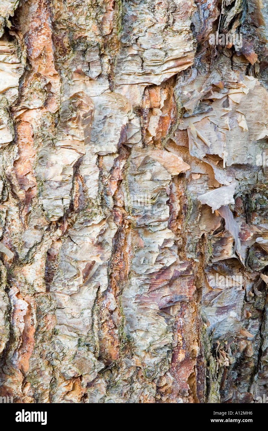 Betula Nigra Bark The River Birch tree Stock Photo 5784853 Alamy