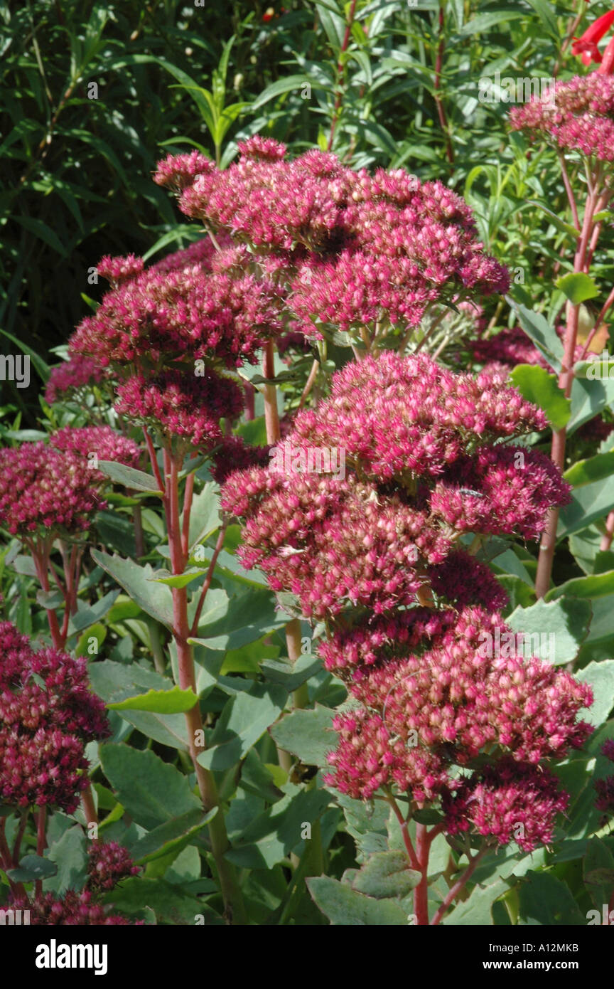 Sedum Carl Late flowering garden perennial ice plant with pink flowers Stock Photo