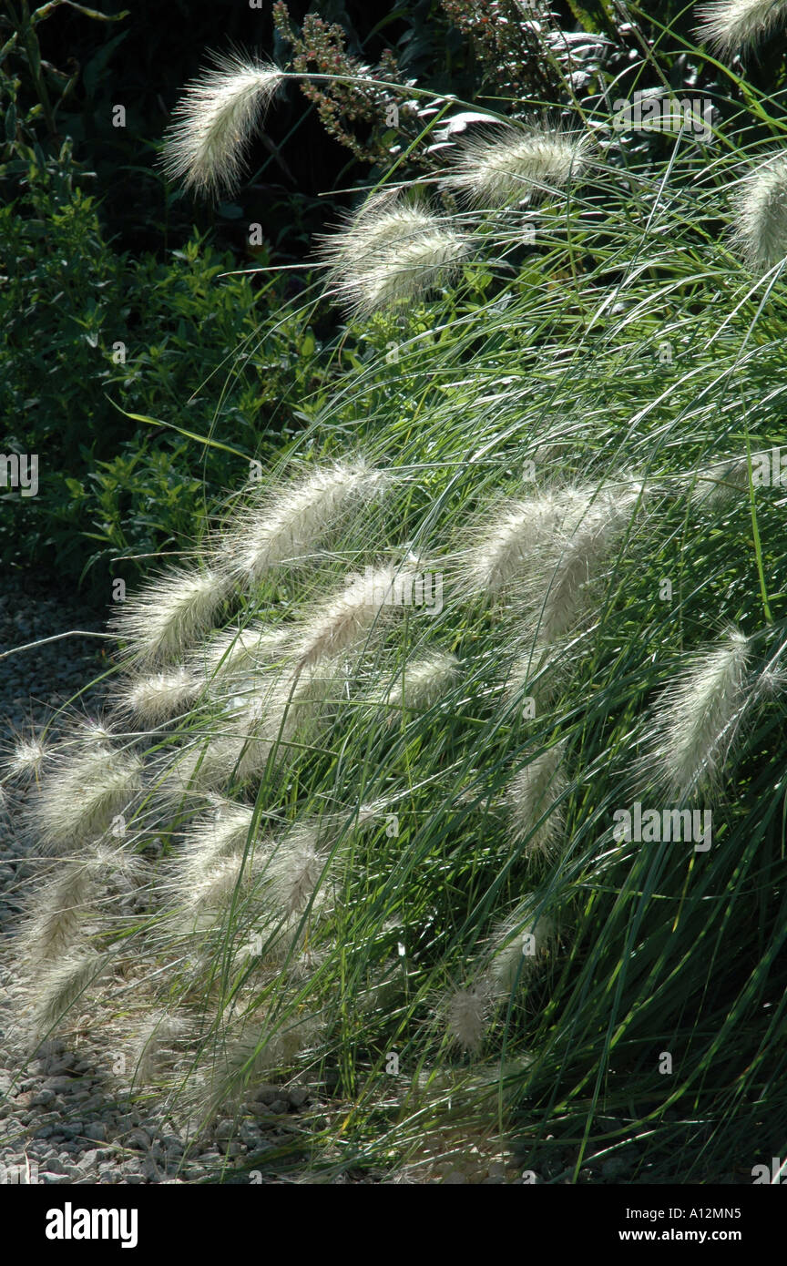 Pennisetum villosum Squirrel tail grass Ornamental garden grass with light shining Stock Photo