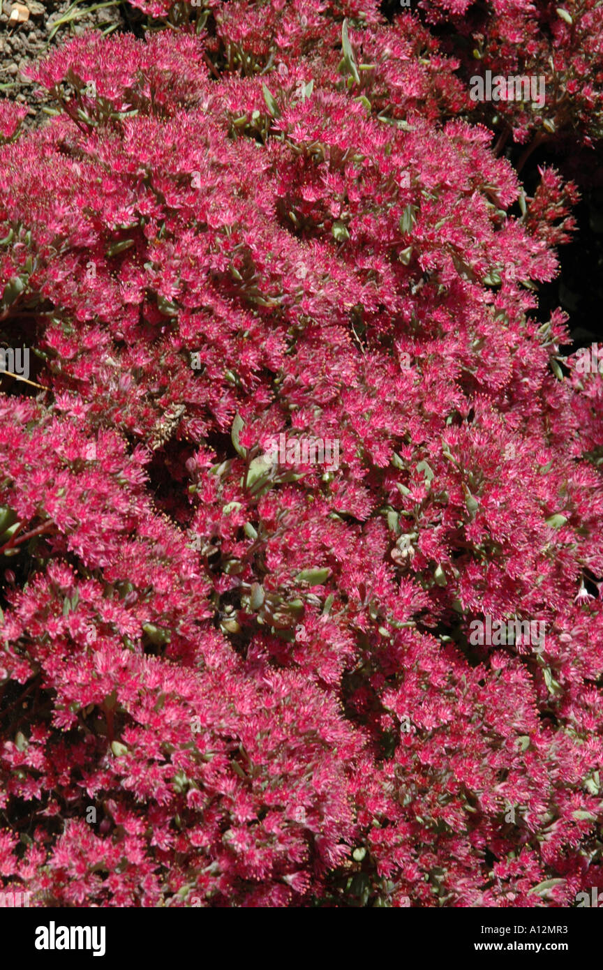 Sedum Ruby Glow Late summer flowering garden perennial suitable for rock gardens or container gardening Stock Photo