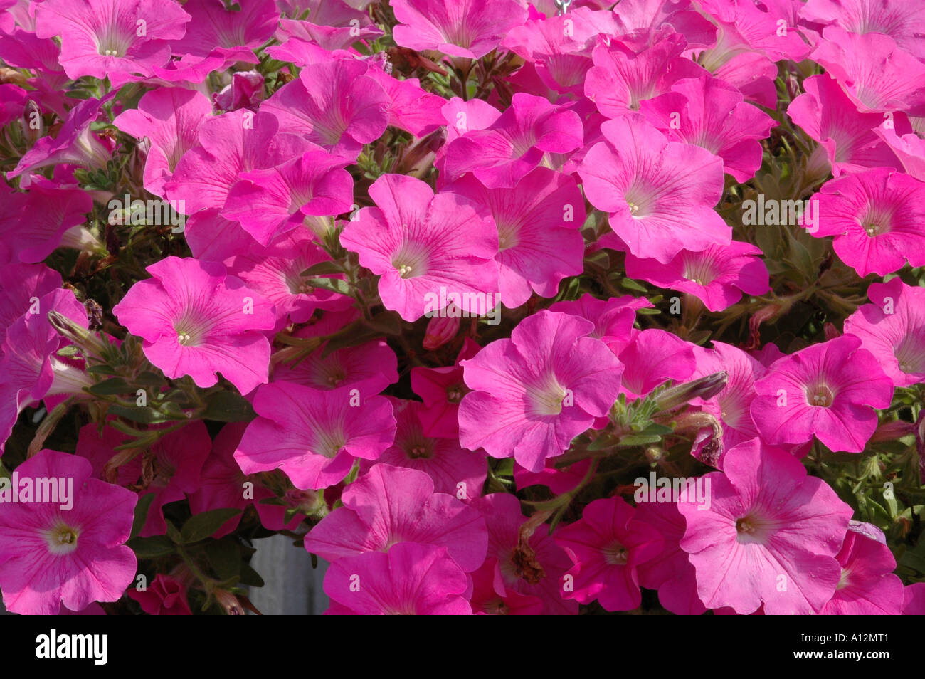 Petunia Wave series Pink Improved strain of this trailing petunia It is a seed version of the well used surfina petunia types Stock Photo