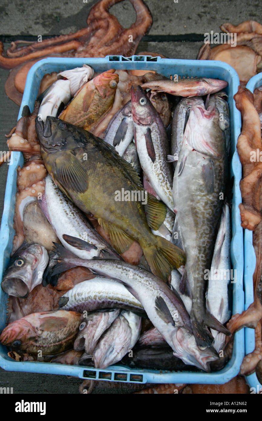 FISH CATCH Japan Stock Photo - Alamy