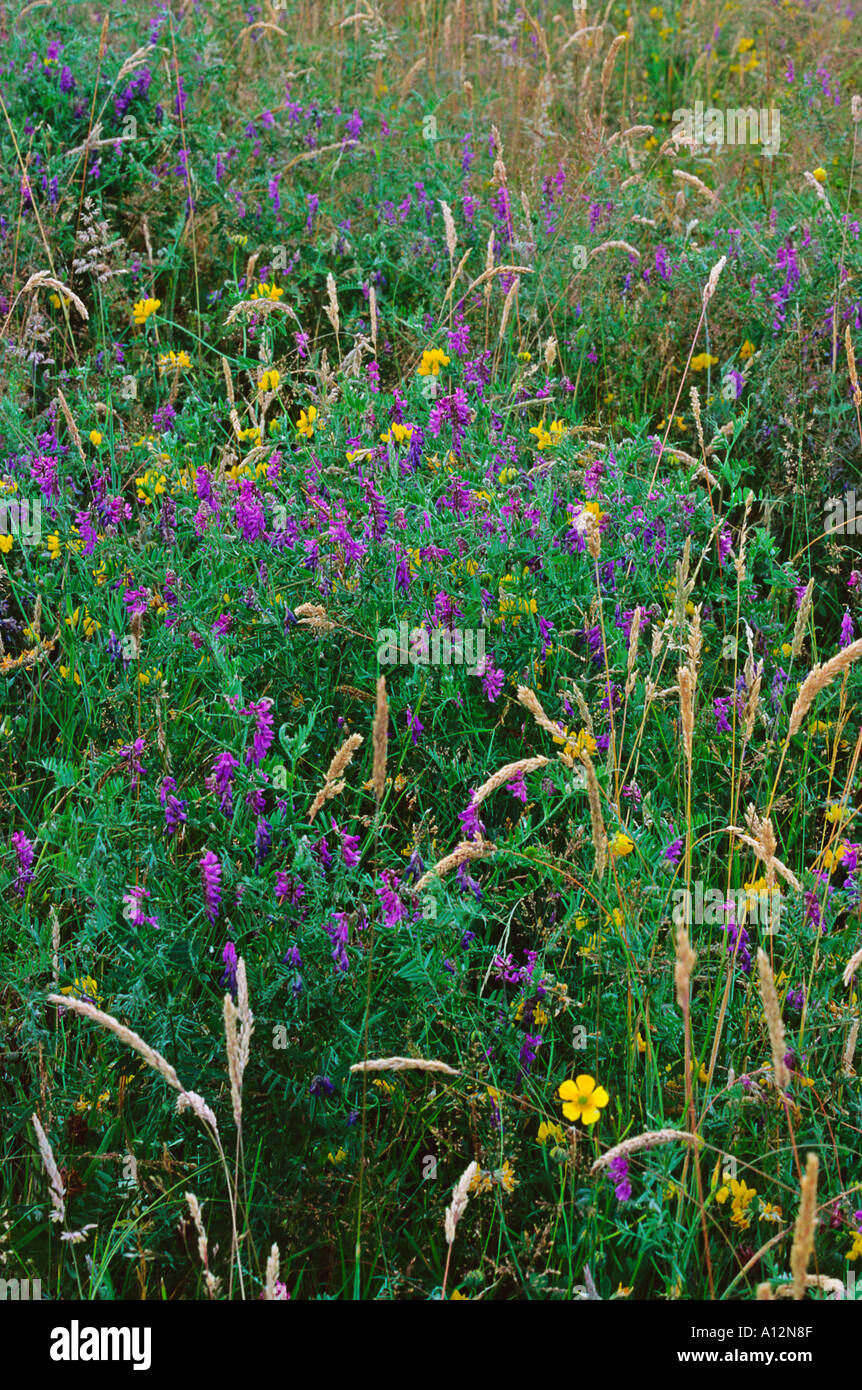 Ancient meadow in Dorset UK with a combination of tufted vetch Yorkshire fog grass lesser spearwort and meadow vetchling Stock Photo