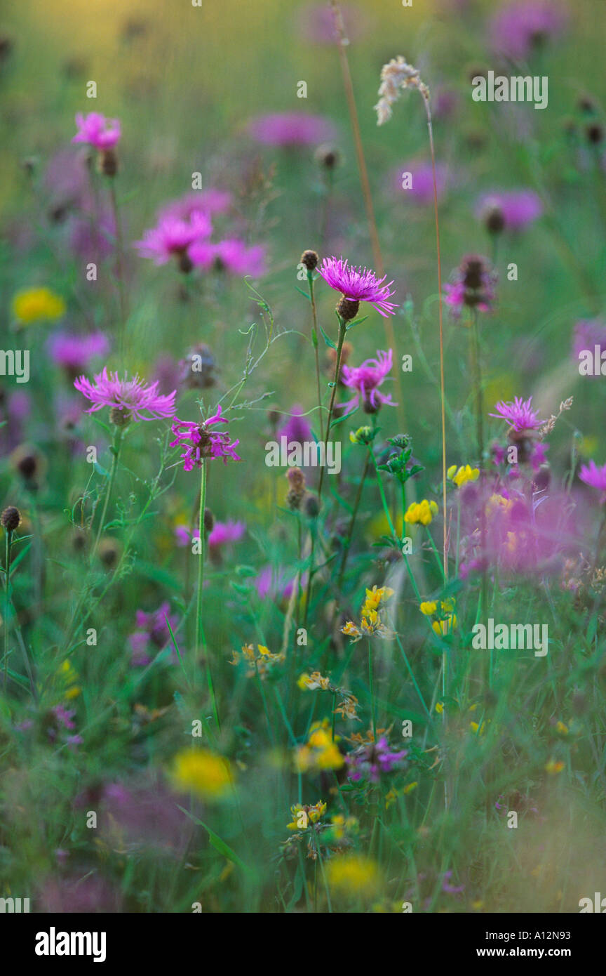 The subtle combination of yellow and pinks typical of a traditional meadow in late summer with betony and knapweeds Stock Photo