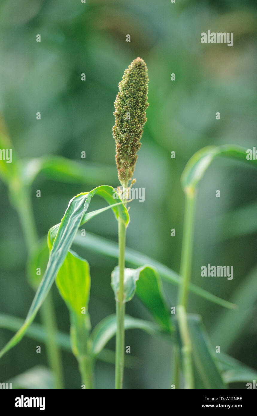 A finger millet plant from sub Saharan Africa Stock Photo Alamy