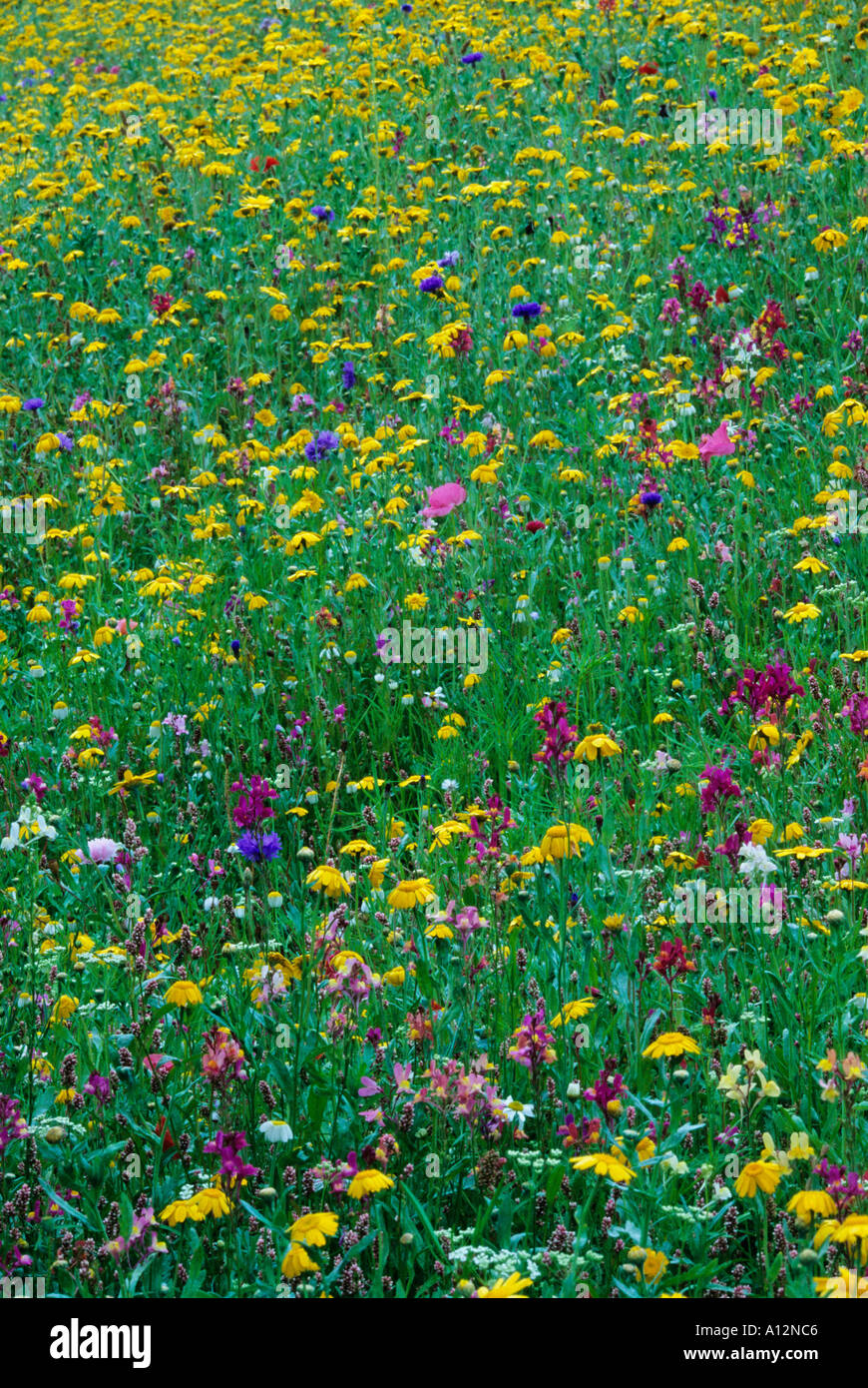 Cornflower annual meadow at the Eden Project Cornwall UK Stock Photo