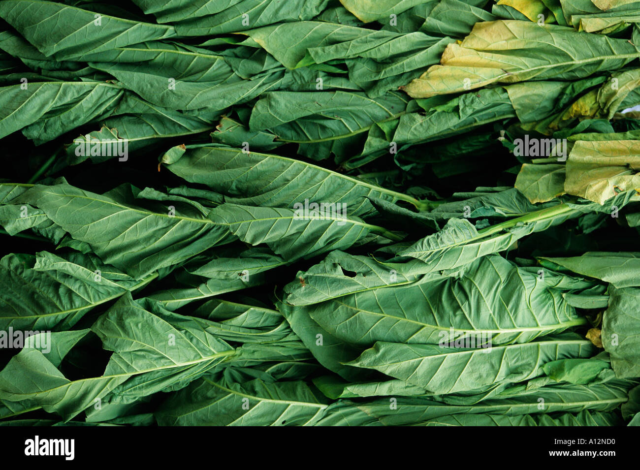 tobacco vietnam Home