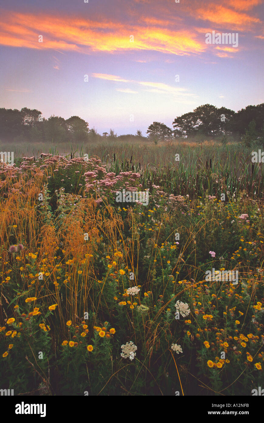 Pond edge grasses rushes and sedges in a traditional water meadow at
