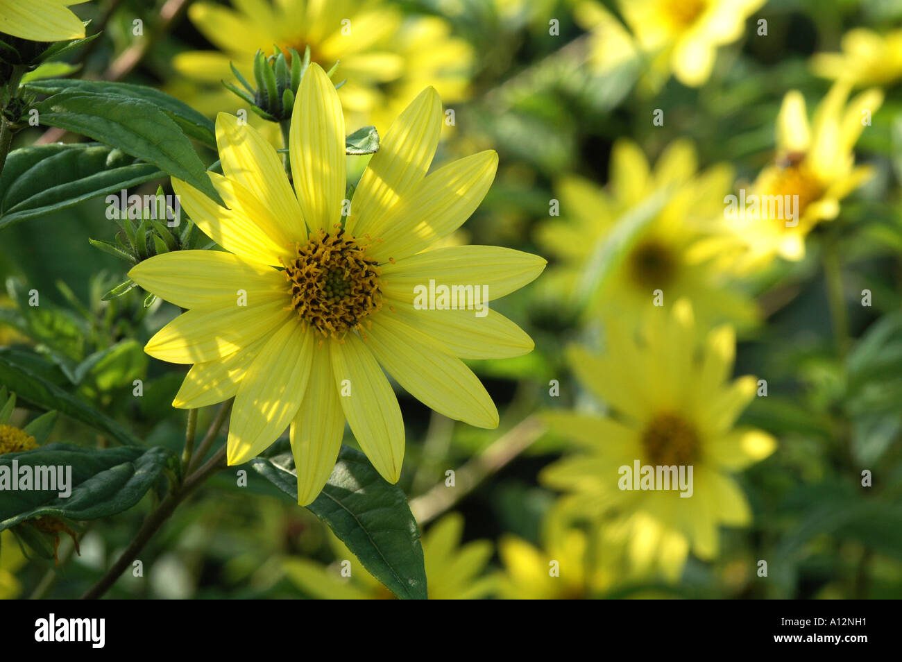 Helianthus Lemon Queen light yellow sunflower with blurred space on