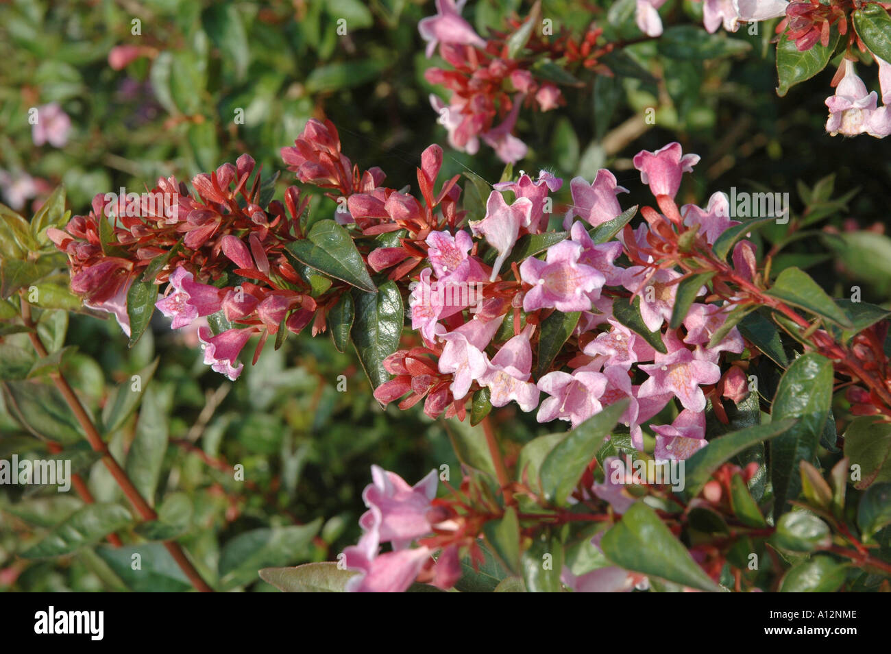 Abelia x grandiflora Schumanii Pink flowered garden evergreen shrub Stock Photo