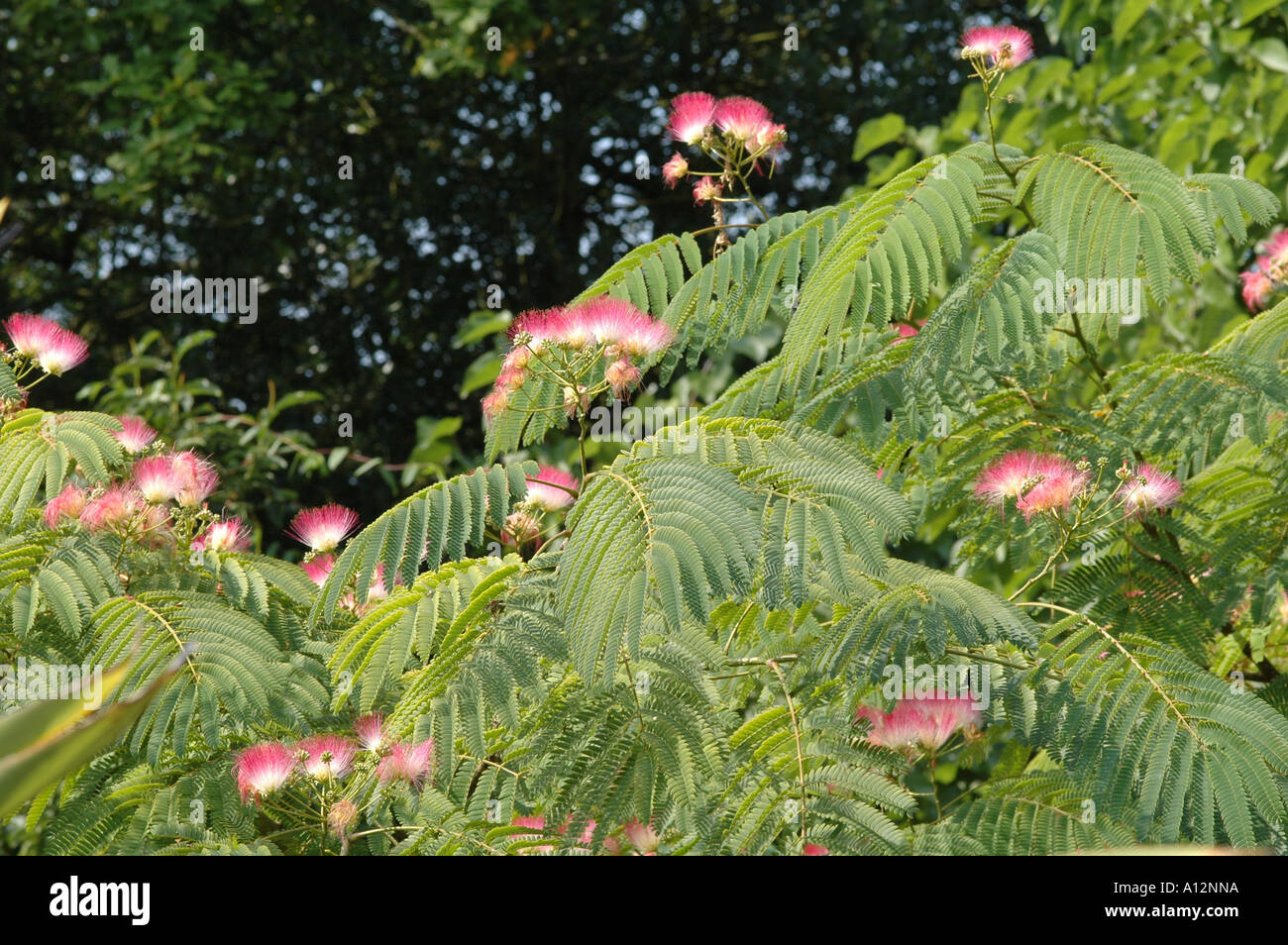 Albizia julibrissin var rosea Small garden tree or shrub with unusal pink flowers and fer like foliage Stock Photo