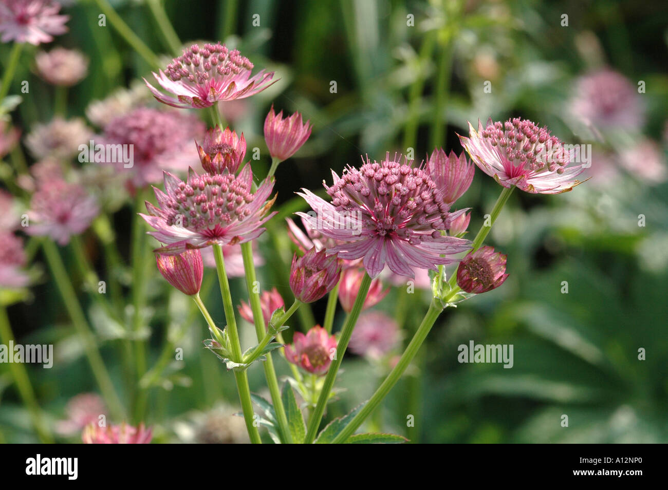 Astrantia major Roma Herbaceous garden perennial with pink flowers Stock Photo