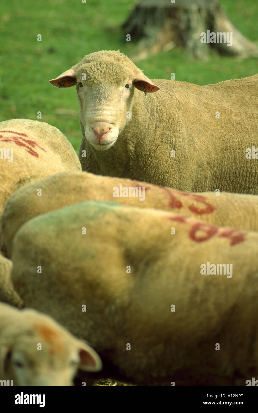 CHAMPION DORSET RAM WITH EWES WITH BREEDING MARKINGS Stock Photo Alamy