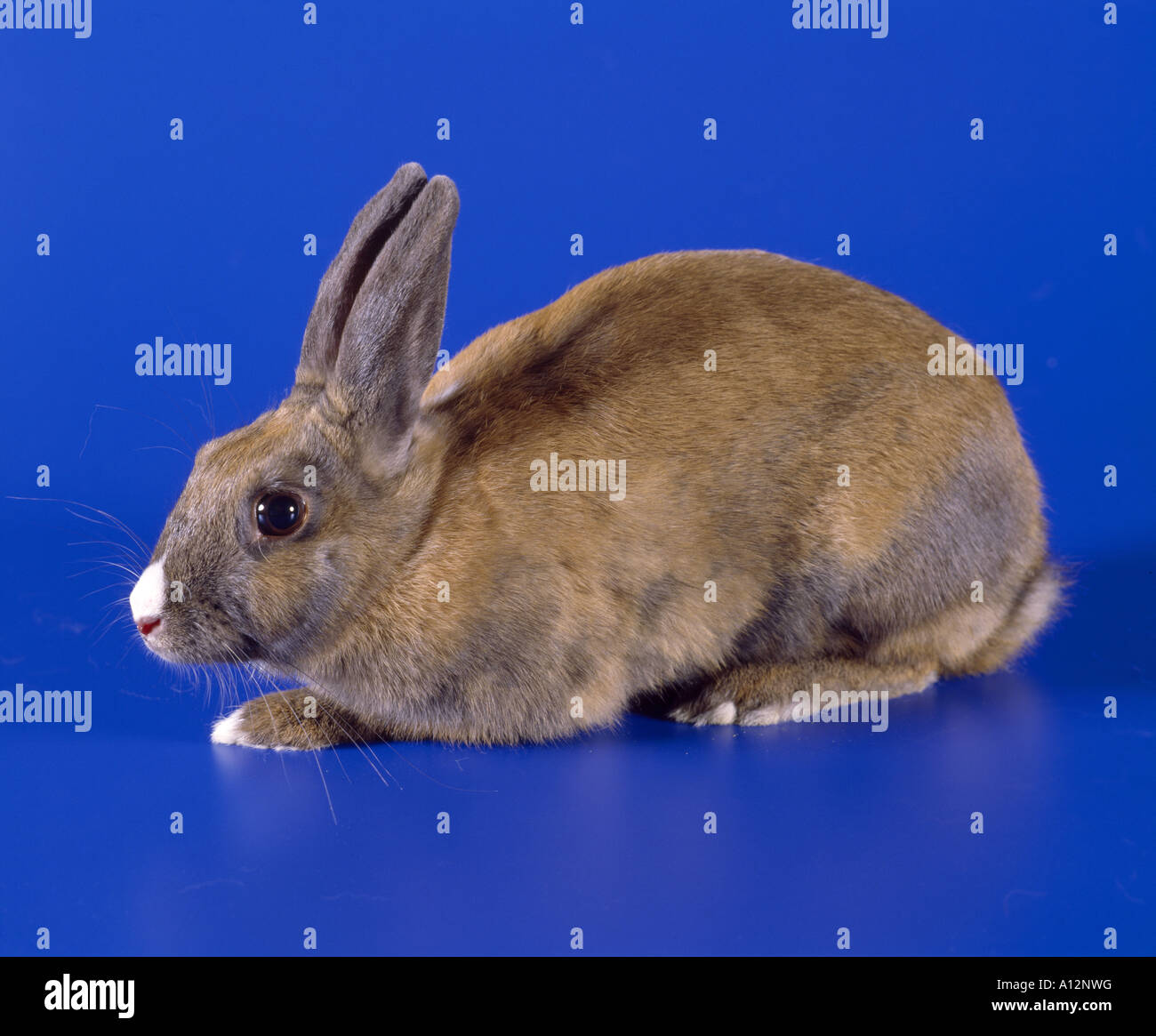 MIXED BREED PET RABBIT STUDIO Stock Photo Alamy