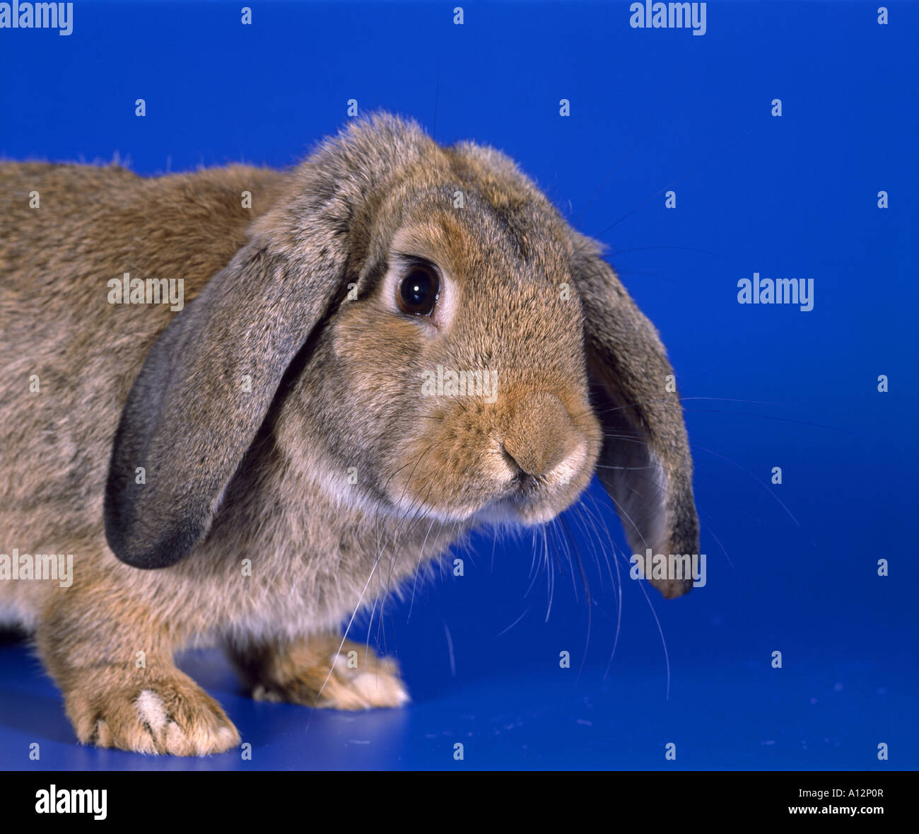 MINI LOP RABBIT Stock Photo - Alamy