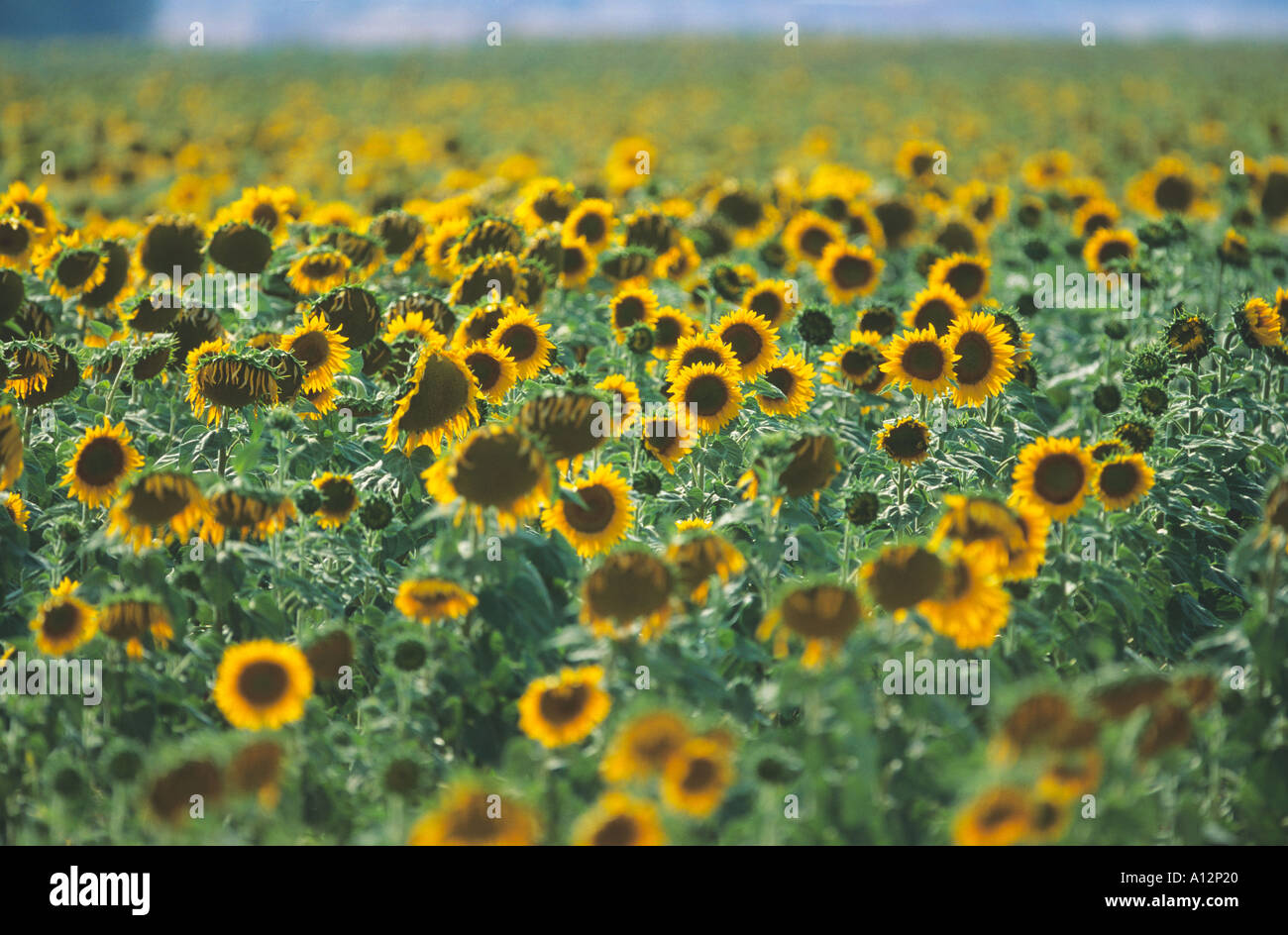 Commercial sunflower crop grown for oil near Madrid in Spain Stock