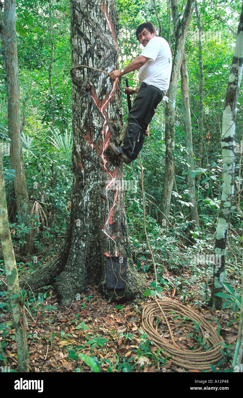 A chicle harvester chiclero in the rainforest of the Yucatan Peninsula near Chetumal Mexico Stock Photo
