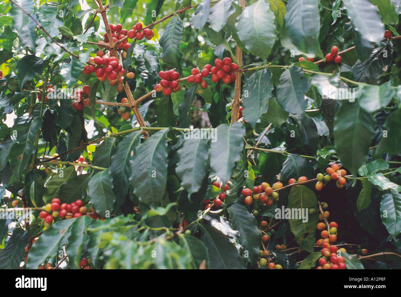 Ripe coffee berries ready for harvest in the Amazon rainforest in Napo