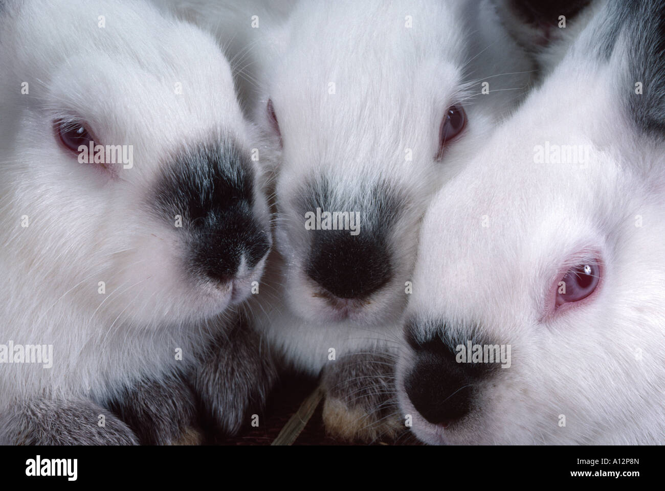 2 LB CALIFORNIA RABBITS Stock Photo - Alamy