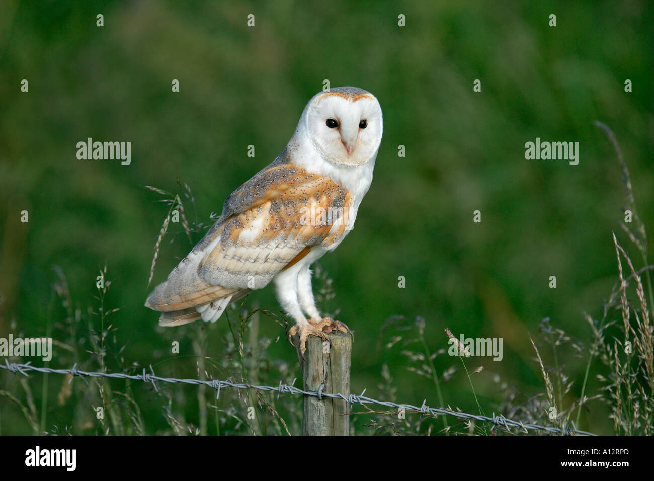 BARN OWL Tyto alba PERCHED ON ROADSIDE FENCE POST YORKSHIRE JULY Stock Photo