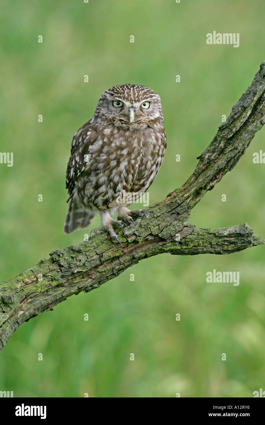 LITTLE OWL Athene noctua PERCHED ON DEAD HAWTHORN BRANCH YORKSHIRE JULY Stock Photo