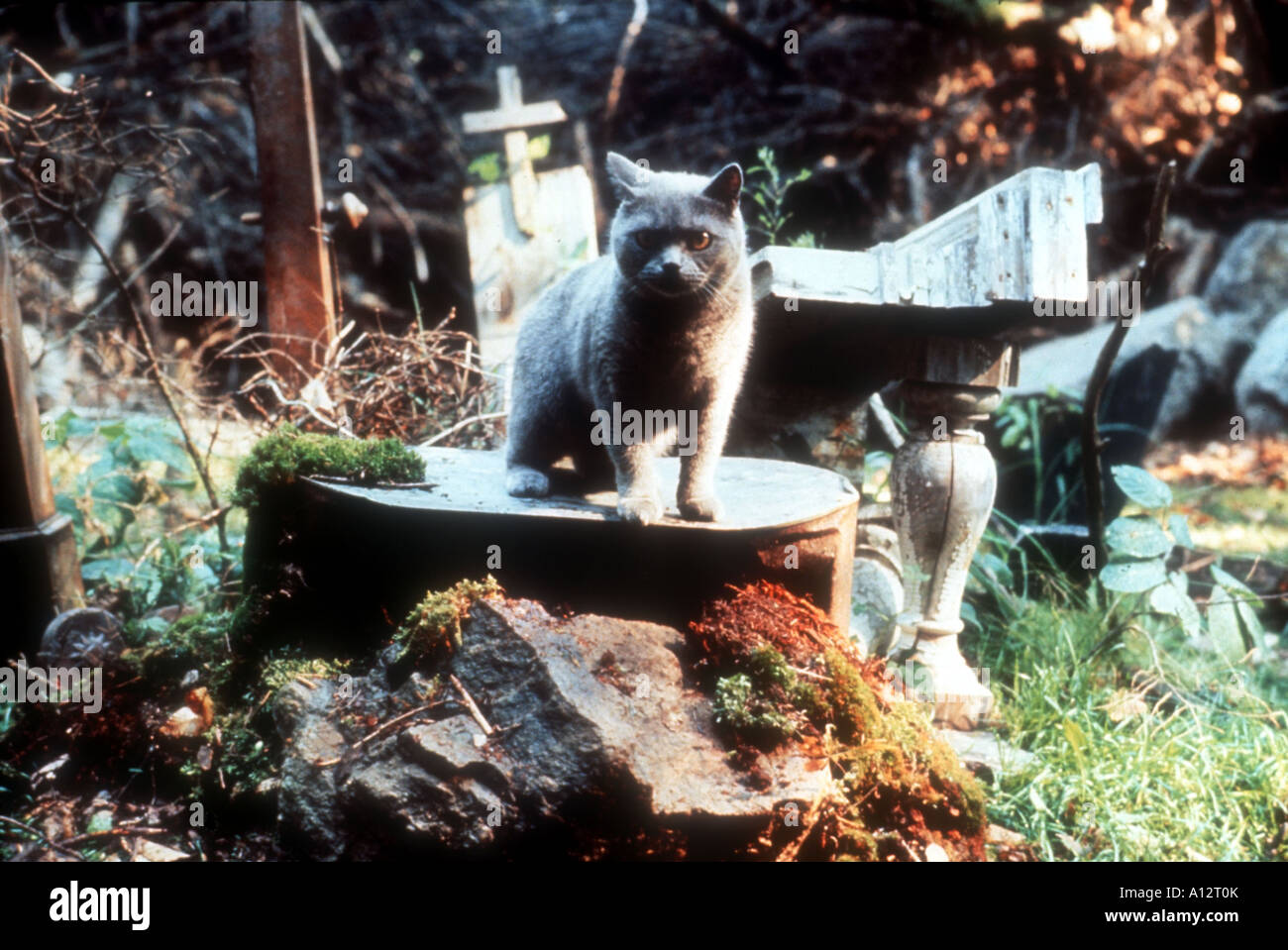 Pet Sematary Year 1989 Director Mary Lambert Based upon Stephen King s book Stock Photo