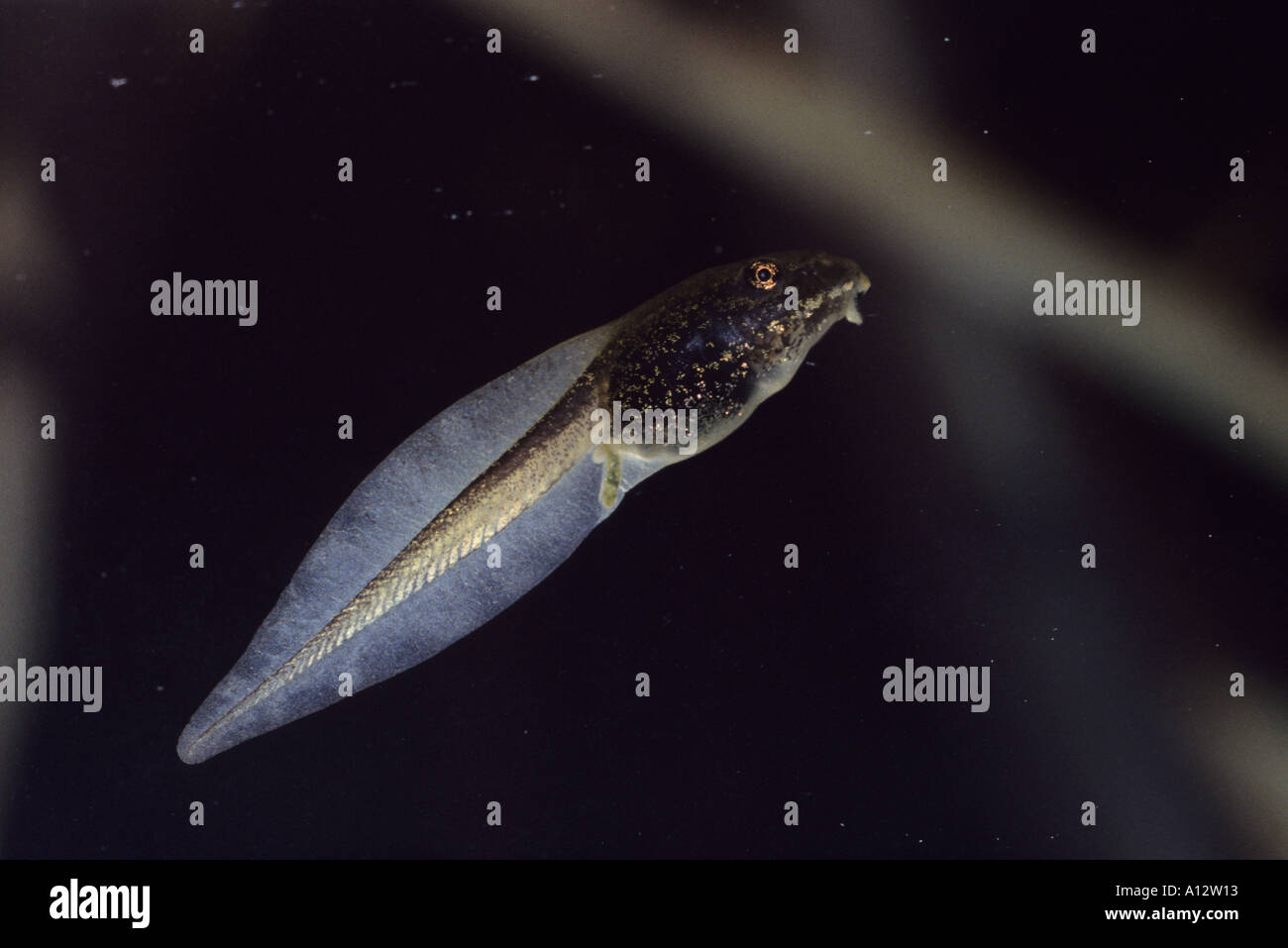 Wood Frog Tadpole Stock Photo Alamy