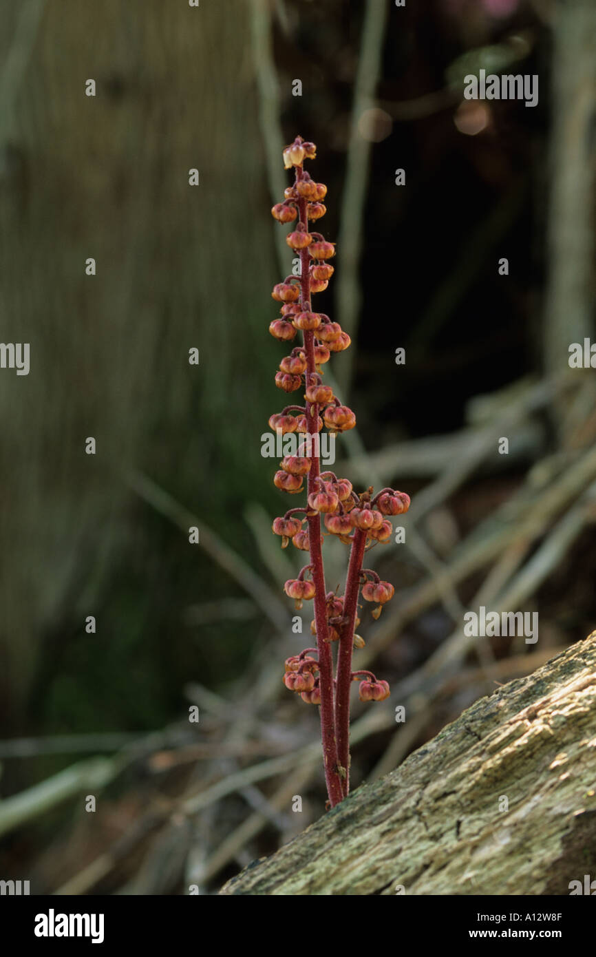 Pinedrops Stock Photo