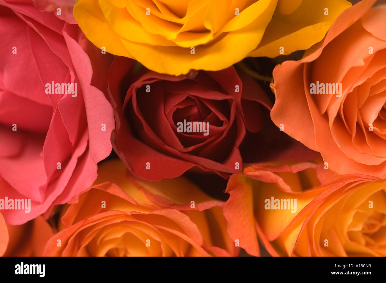 Bunch of colourful flowers hires stock photography and images Alamy