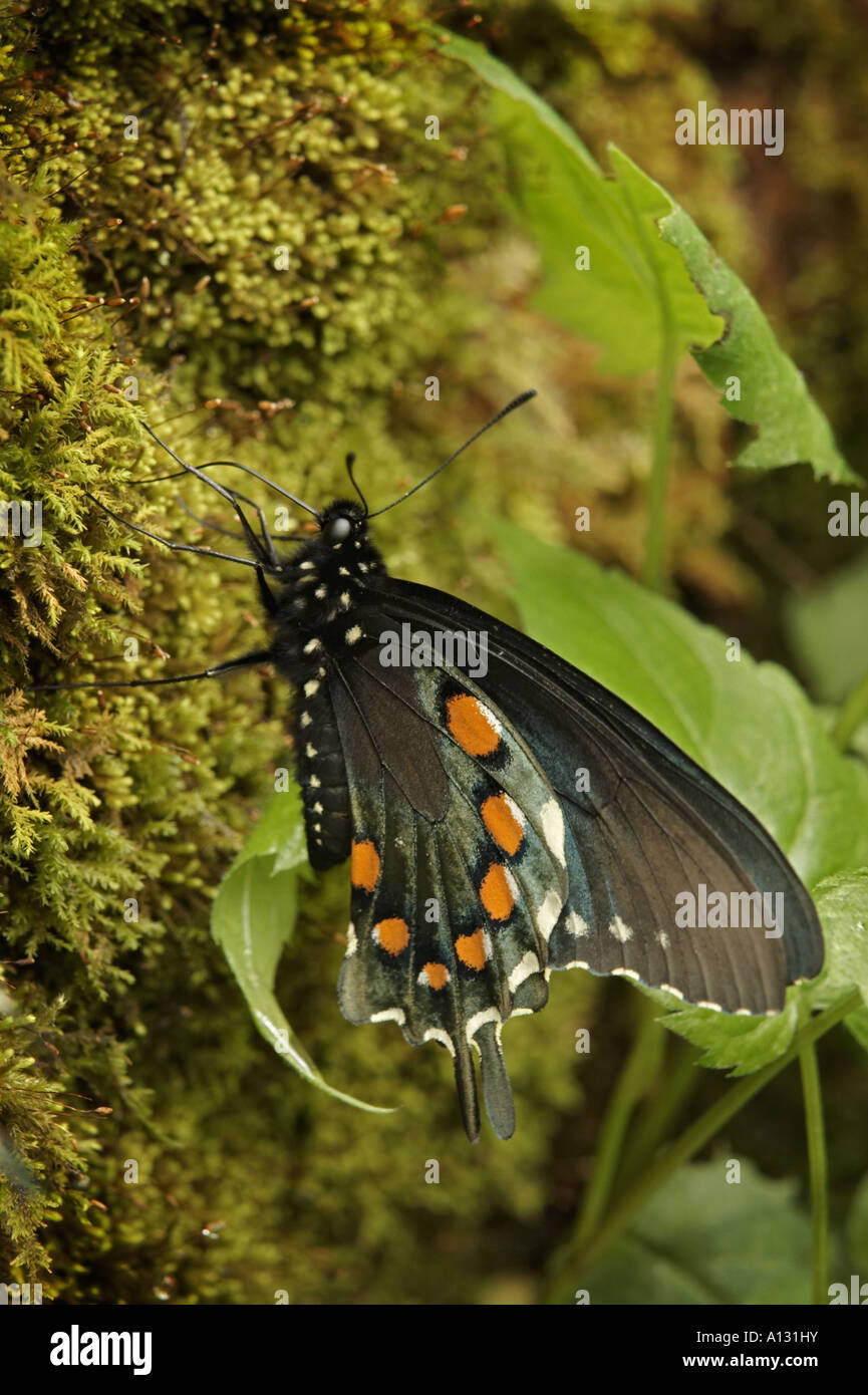 A Spicebush Swallowtail on moss coved tree Stock Photo