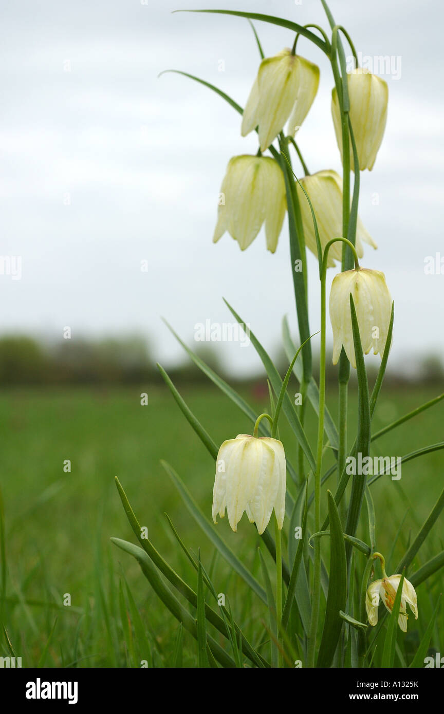Snake s Head Fritillary Fritillaria meleagris in a Cotswold meadow Stock Photo