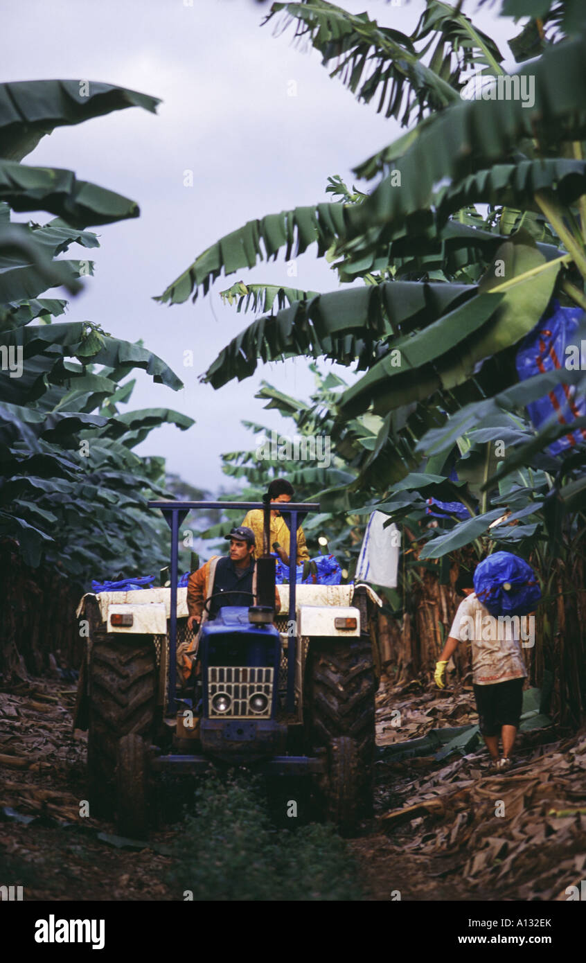 Banana plantation queensland australia hires stock photography and