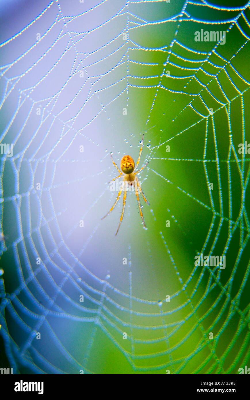 Common garden spider sitting in middle of web Stock Photo - Alamy