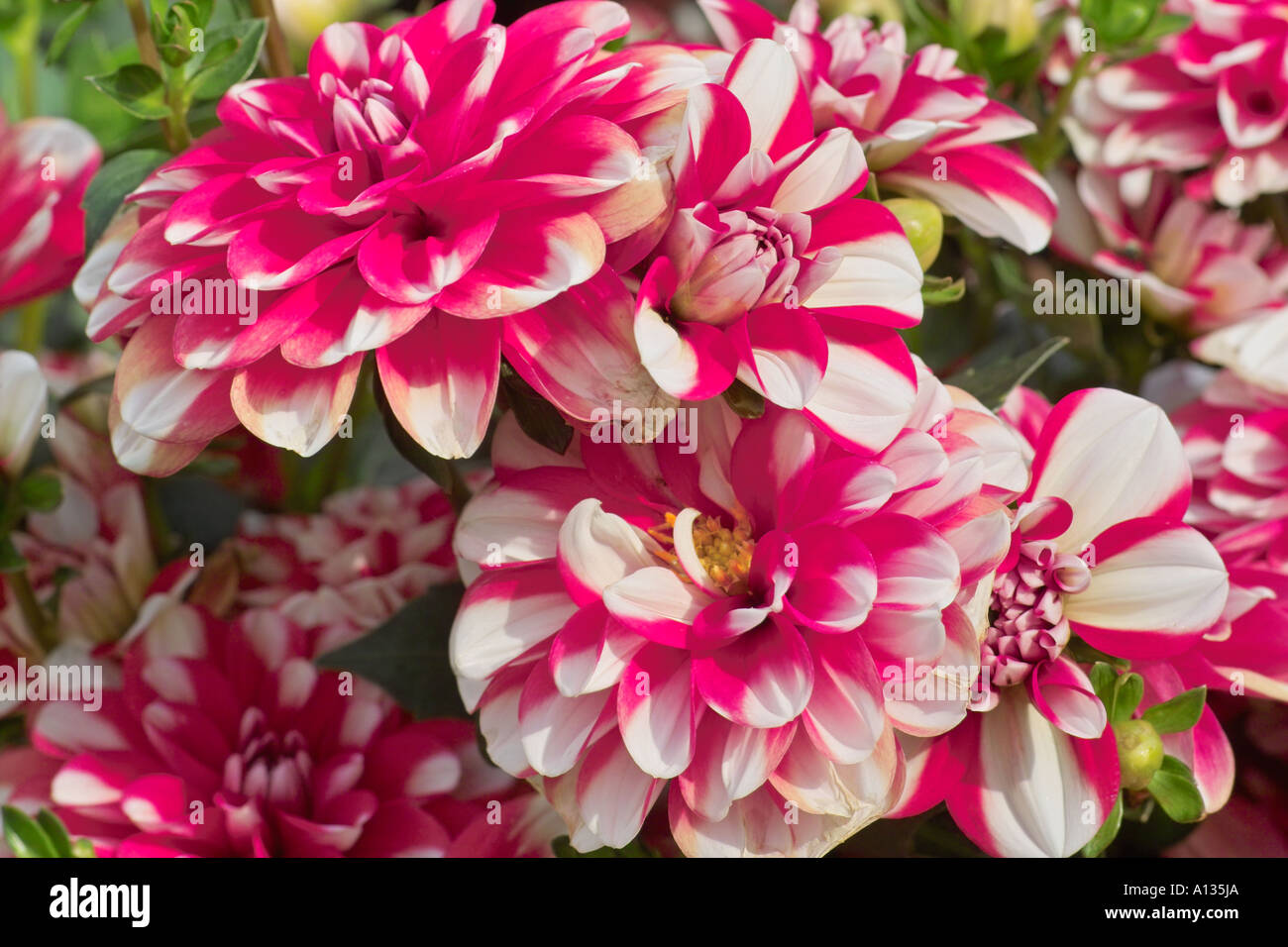 Pink white striped dahlia hi-res stock photography and images - Alamy
