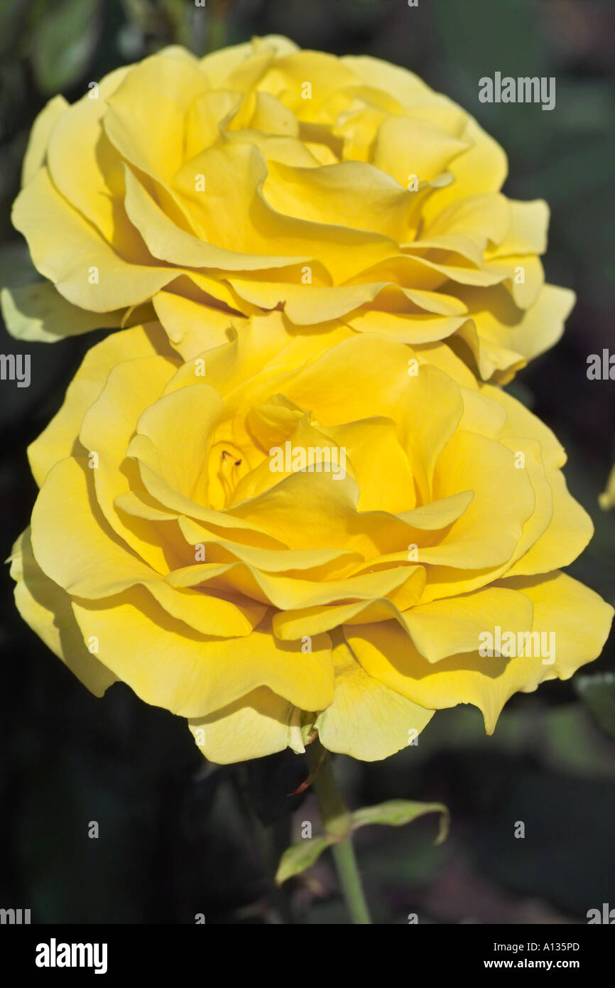 Portrait yellow rose hi-res stock photography and images - Alamy
